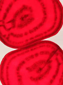 Beetroot