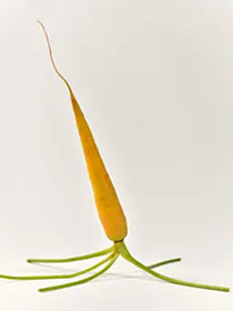 Carrot