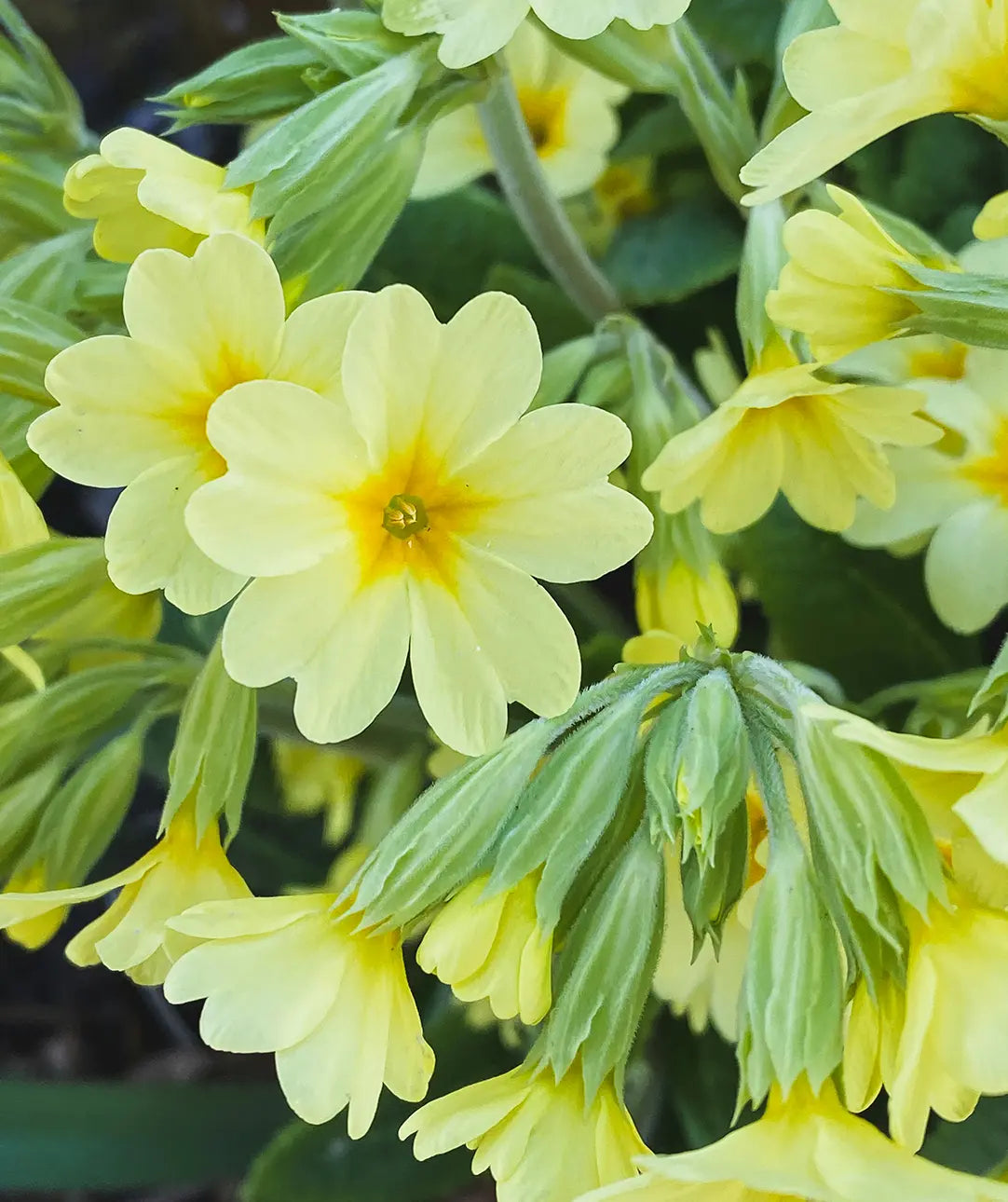 Gimmi More Hormone Balance Gummies